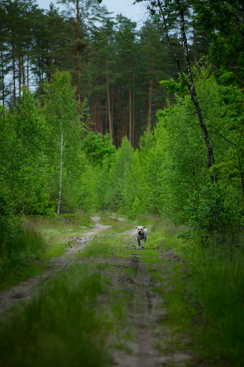 Ein weißer Hund rennt energisch einen Waldweg entlang.