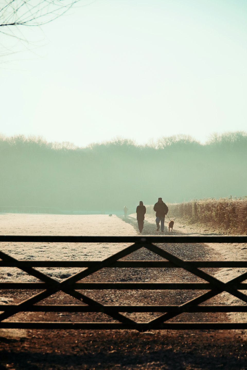 Menschen und Hunde spazieren auf einem frostigen Weg in Richtung Bäume.